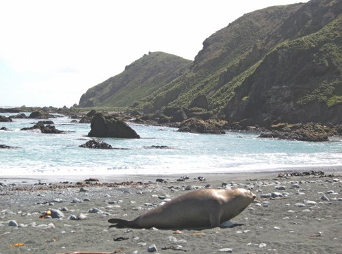 Macquarie Island