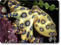 Blue Ring Octopus