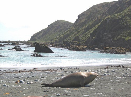 Macquarie Island